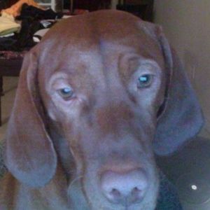 Meet your Posher, Julie